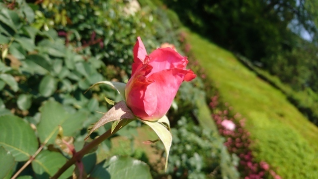 DSC_0598.JPG