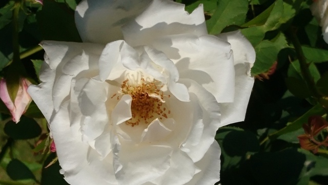 DSC_0601.JPG