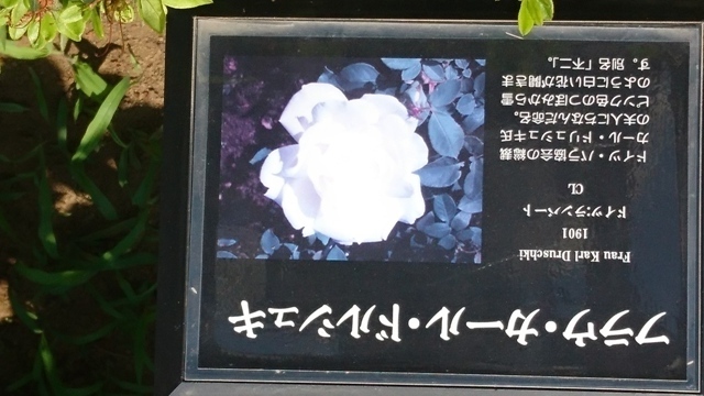 DSC_0602.JPG