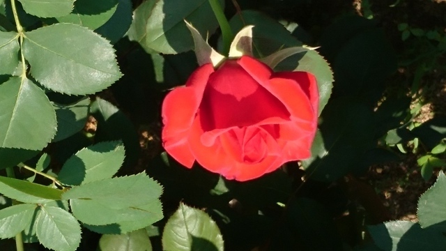 DSC_0603.JPG