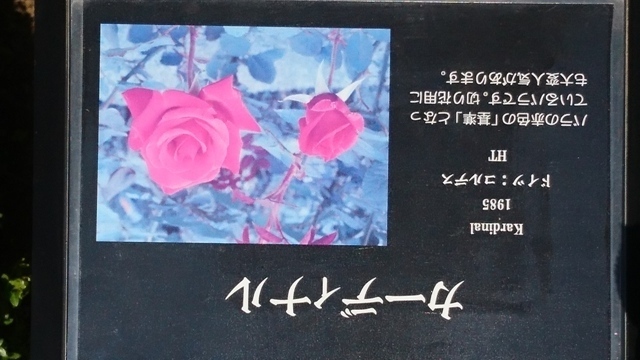 DSC_0604.JPG