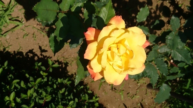 DSC_0619.JPG