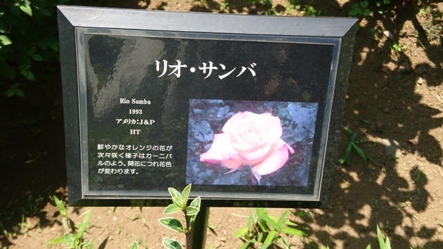 DSC_0620.JPG