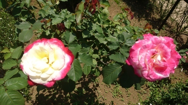 DSC_0621.JPG