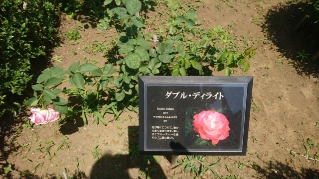 DSC_0622.JPG