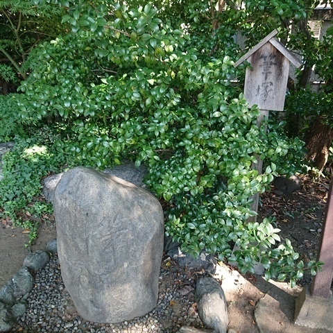 DSC_2260.JPG